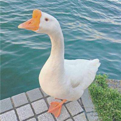 牛牛游戏网手机app下载